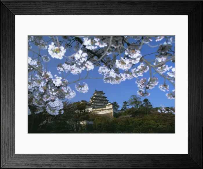 Framed Print : Spring blossom and Himeji Castle (Himeji-jo) Framed Print : Spring blossom and Himeji Castle (Himeji-jo)