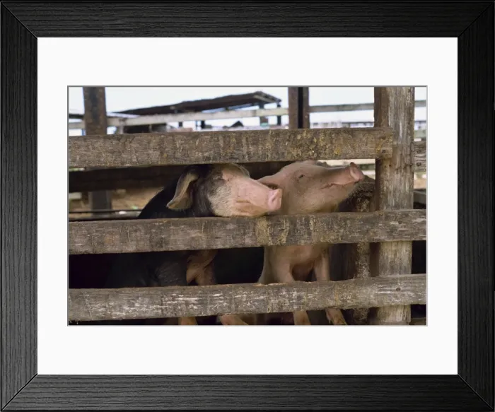 Framed Print : Circle B Plantation Framed Print : Circle B Plantation