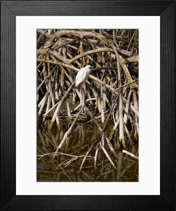Framed Print : Bird perched in mangroves Framed Print : Bird perched in mangroves
