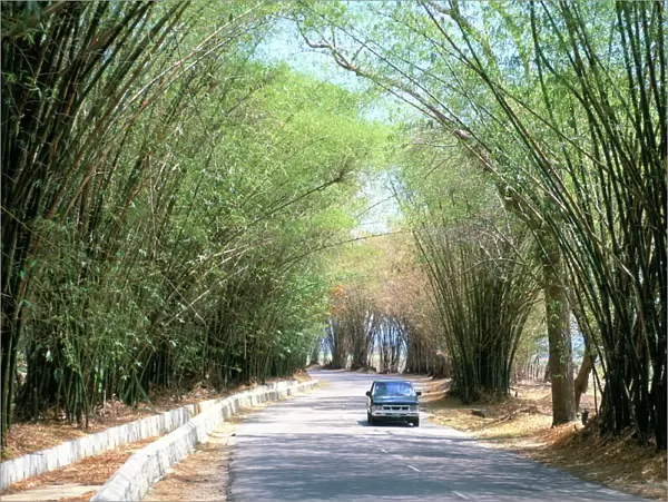 Bamboo avenue, St