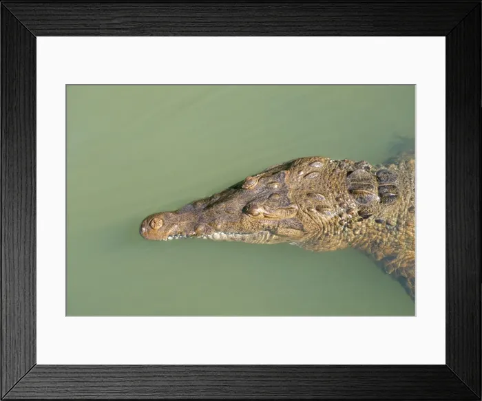 Framed Print : Crocodile, Black River, St Framed Print : Crocodile, Black River, St
