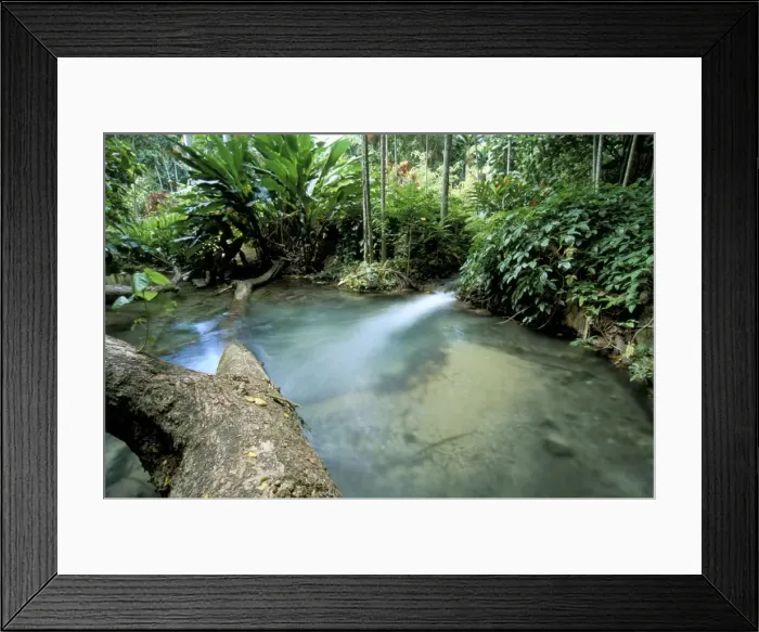 Framed Print : Tropical forest Framed Print : Tropical forest