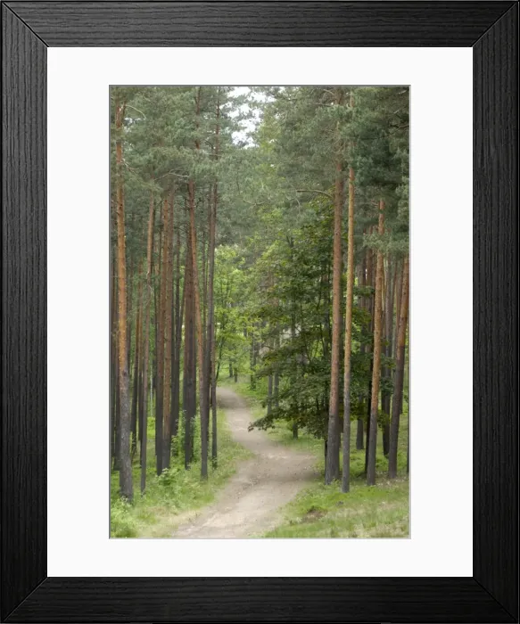 Framed Print : Path through pine forest Framed Print : Path through pine forest