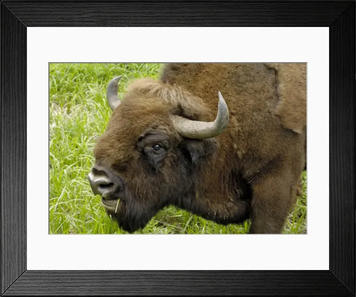 Framed Print : European bison at Ligatne Nature Trail Framed Print : European bison at Ligatne Nature Trail