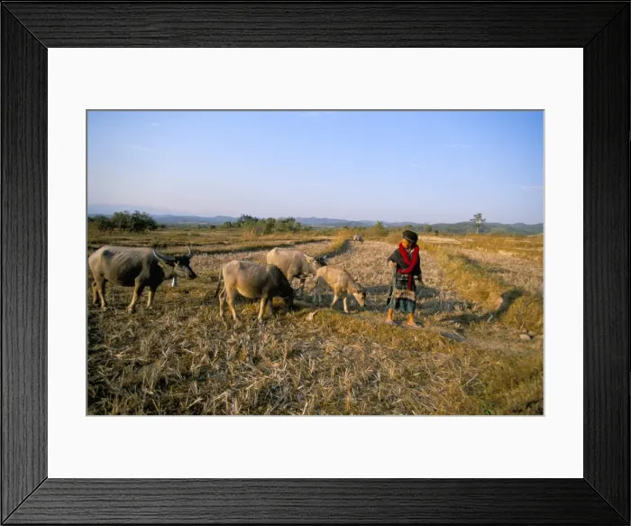 Framed Print : Yao lady leading cows Framed Print : Yao lady leading cows
