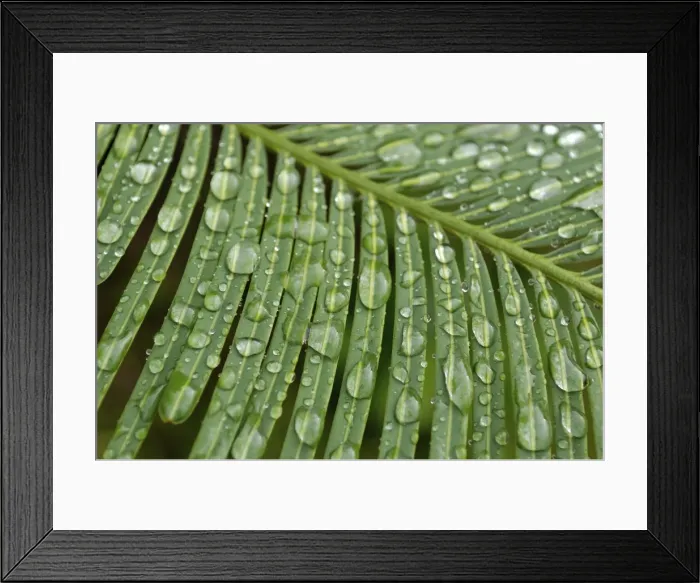 Framed Print : Tropical plant covered with dew by the Mekong River Framed Print : Tropical plant covered with dew by the Mekong River