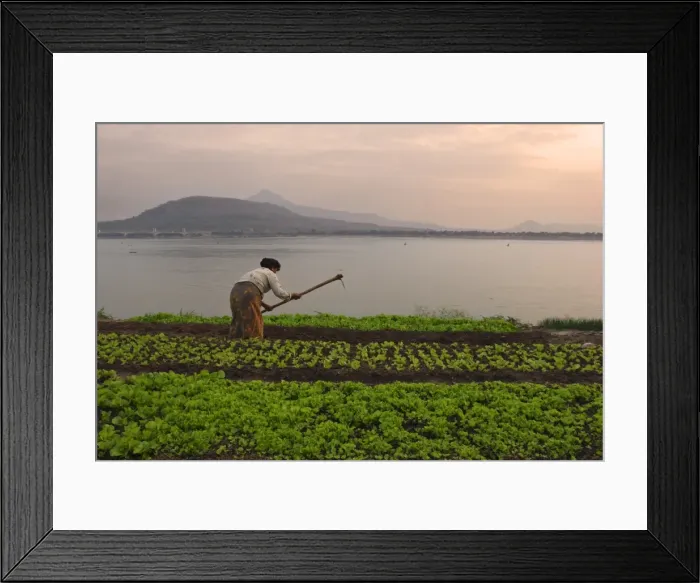 Framed Print : Tending the crops on the banks of the Mekong river Framed Print : Tending the crops on the banks of the Mekong river