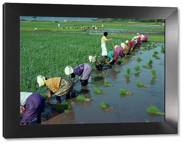 Line of women planting rice in flooded paddy fields on Wando Island