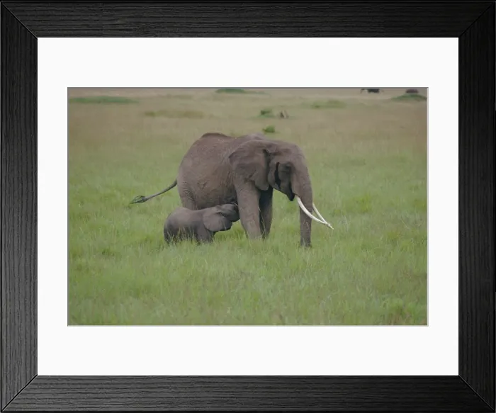 Framed Print : Adult elephant and calf Framed Print : Adult elephant and calf