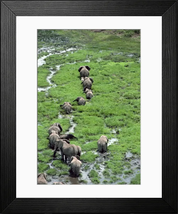 Framed Print : Elephant, Amboseli National Park Framed Print : Elephant, Amboseli National Park