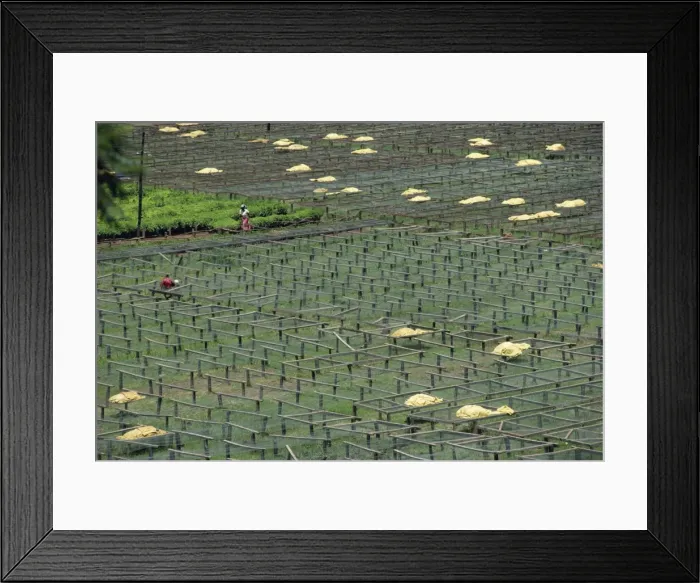 Framed Print : Coffee nursery Framed Print : Coffee nursery