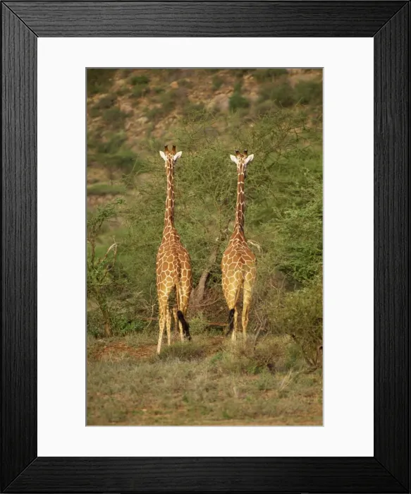 Framed Print : Reticulated giraffe Framed Print : Reticulated giraffe