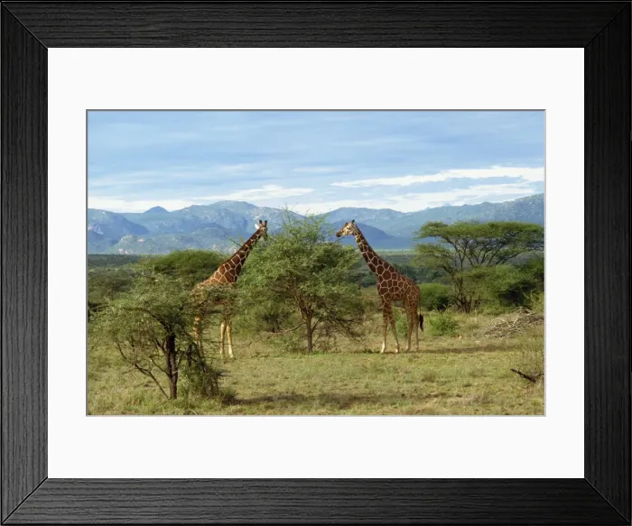 Framed Print : Giraffe, Samburu National Reserve Framed Print : Giraffe, Samburu National Reserve