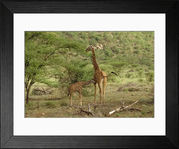 Framed Print : Reticulated giraffe Framed Print : Reticulated giraffe