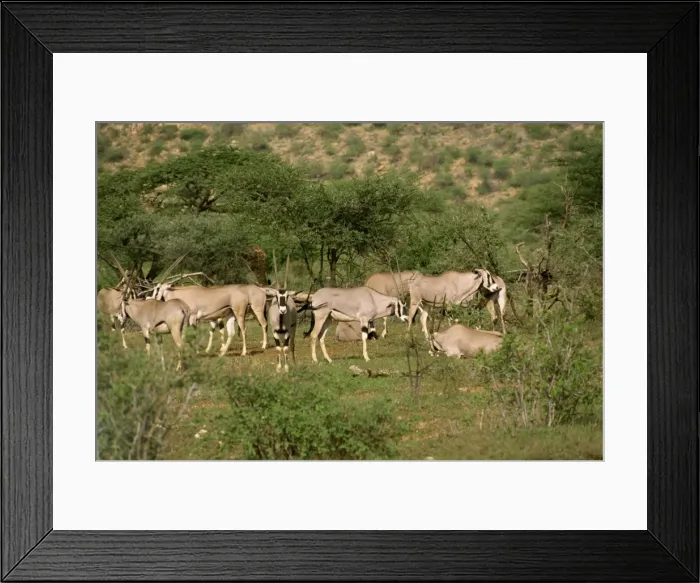 Framed Print : Oryx, Samburu National Reserve Framed Print : Oryx, Samburu National Reserve