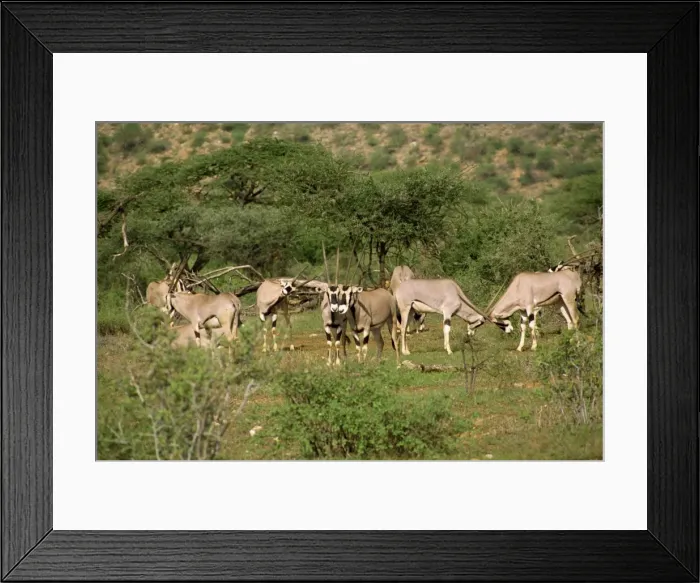 Framed Print : Oryx, Samburu National Reserve Framed Print : Oryx, Samburu National Reserve