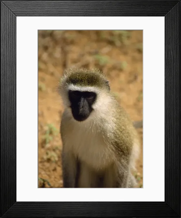 Framed Print : Vervet monkey Framed Print : Vervet monkey