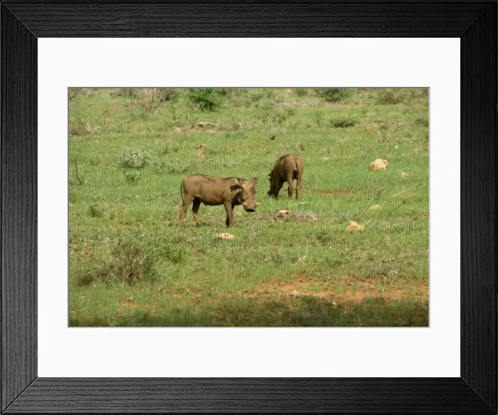 Framed Print : Warthogs, Samburu National Reserve Framed Print : Warthogs, Samburu National Reserve