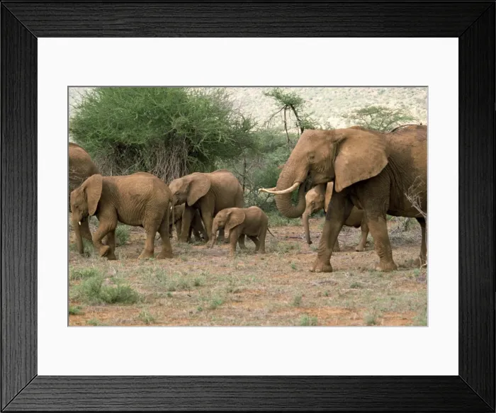 Framed Print : Elephant, Samburu National Reserve