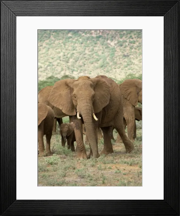 Framed Print : Elephants, Samburu National Reserve Framed Print : Elephants, Samburu National Reserve