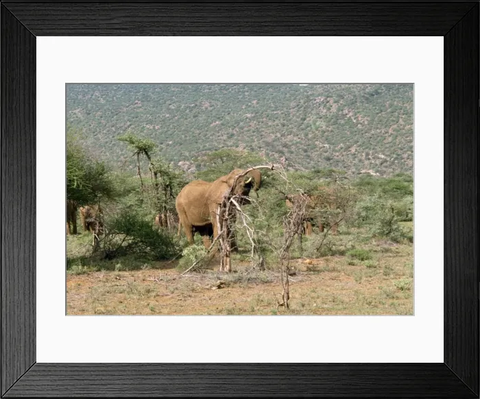 Framed Print : Elephants, Samburu National Reserve Framed Print : Elephants, Samburu National Reserve