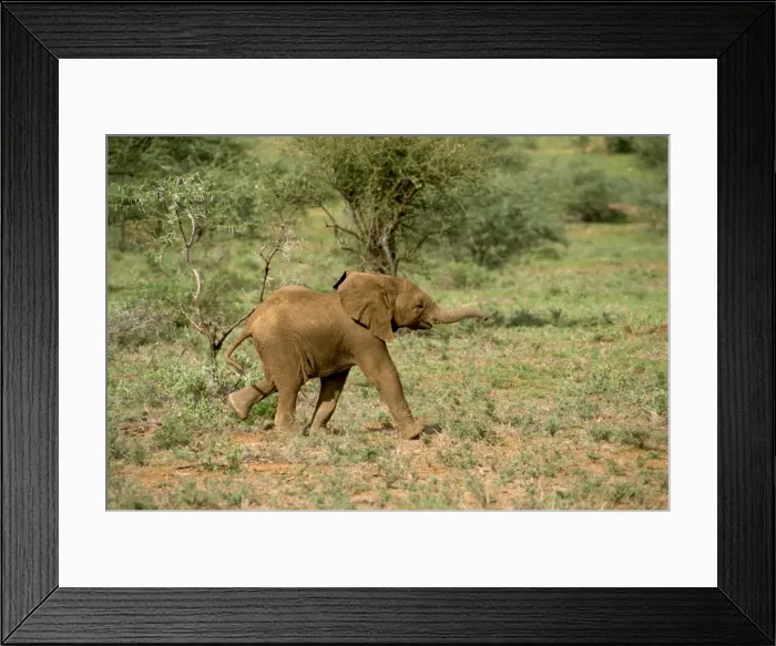 Framed Print : Young elephant Framed Print : Young elephant