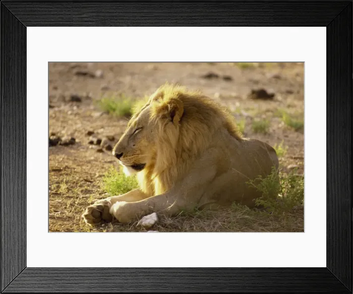 Framed Print : Lion, Samburu National Reserve