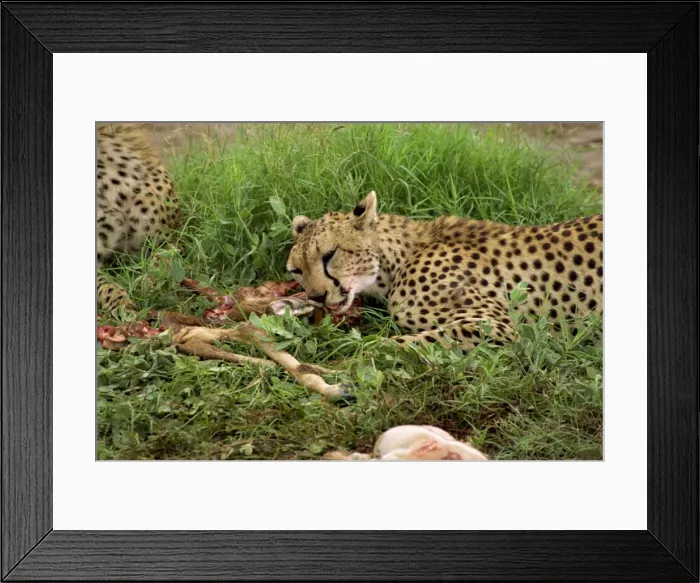 Framed Print : Cheetah eating prey Framed Print : Cheetah eating prey