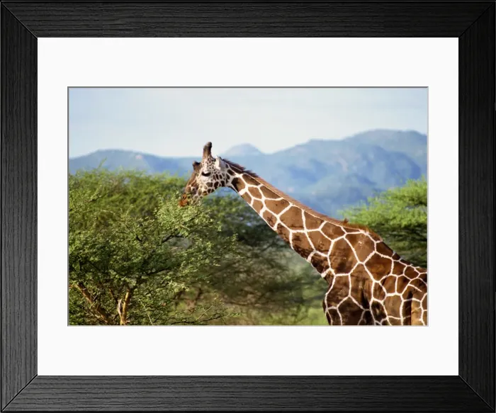 Framed Print : Reticulated giraffe Framed Print : Reticulated giraffe