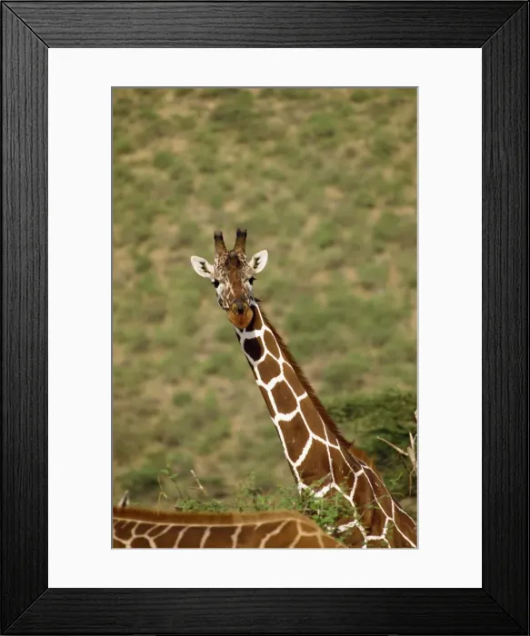 Framed Print : Reticulated giraffe Framed Print : Reticulated giraffe