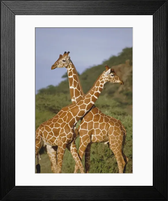 Framed Print : Giraffe, Sambura Framed Print : Giraffe, Sambura