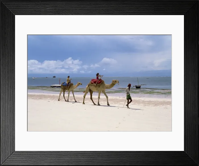 Framed Print : Camels for tourists Framed Print : Camels for tourists