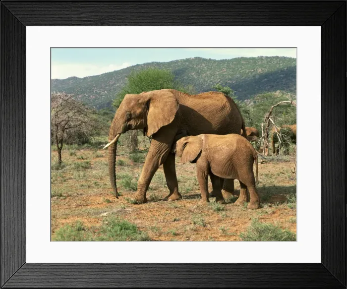 Framed Print : Elephants, Samburu National Reserve