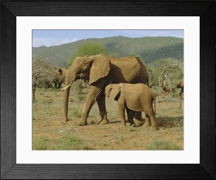 Framed Print : Elephants, Samburu National Reserve Framed Print : Elephants, Samburu National Reserve