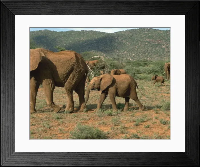 Framed Print : Elephants, Samburu National Reserve Framed Print : Elephants, Samburu National Reserve