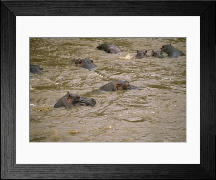 Framed Print : Hippos, Masai Mara National Reserve Framed Print : Hippos, Masai Mara National Reserve