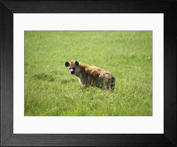 Framed Print : Hyena, Masai Mara National Reserve Framed Print : Hyena, Masai Mara National Reserve