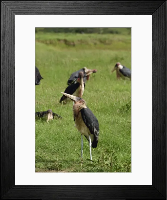 Framed Print : Maribou storks Framed Print : Maribou storks