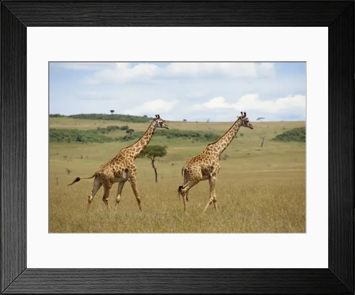 Framed Print : Masai giraffe Framed Print : Masai giraffe