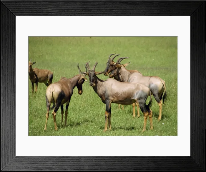 Framed Print : Topi, Masai Mara National Reserve