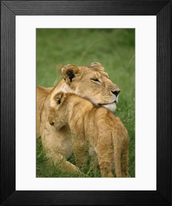 Framed Print : Lioness and cub Framed Print : Lioness and cub