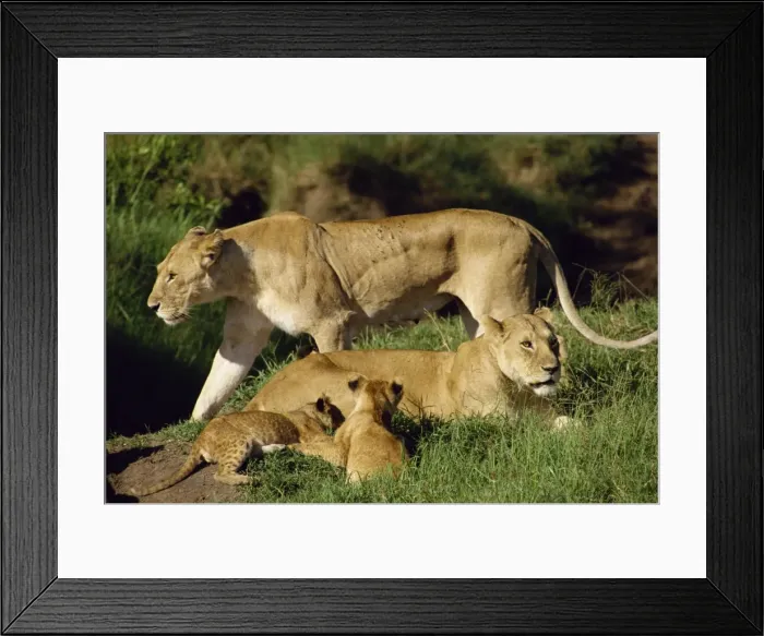 Framed Print : Lionesses and cubs Framed Print : Lionesses and cubs