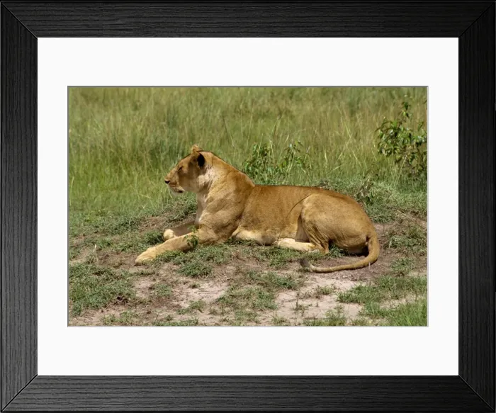 Framed Print : Lion, Masai Mara National Reserve Framed Print : Lion, Masai Mara National Reserve
