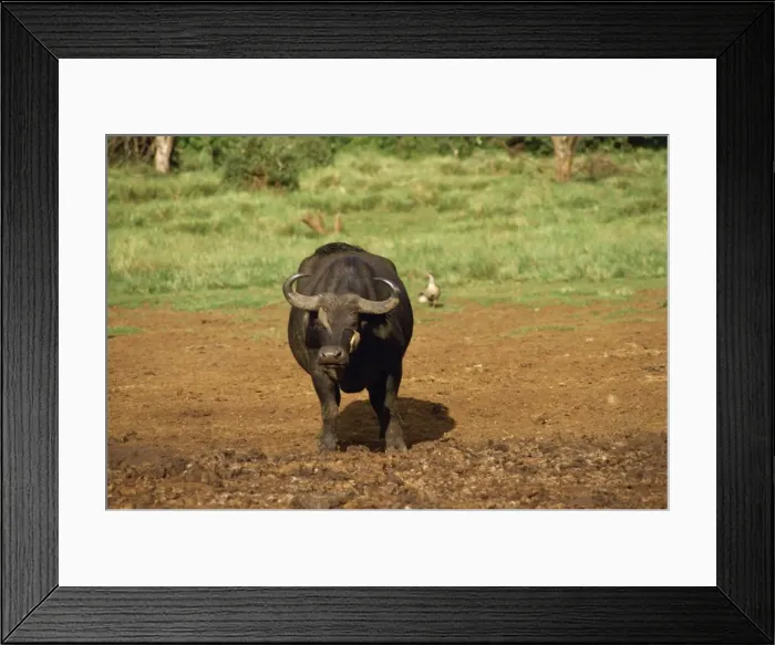 Framed Print : Cape buffalo at the Ark Framed Print : Cape buffalo at the Ark