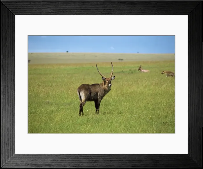 Framed Print : Waterbuck, Masai Mara National Reserve Framed Print : Waterbuck, Masai Mara National Reserve