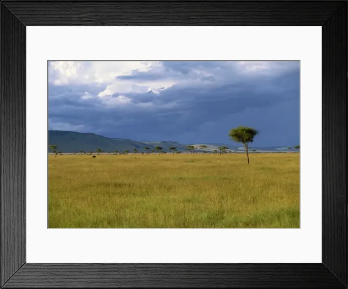 Framed Print : Masai Mara National Reserve Framed Print : Masai Mara National Reserve