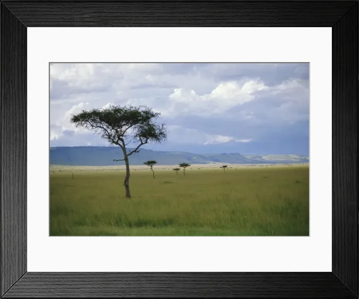 Framed Print : Masai Mara Framed Print : Masai Mara