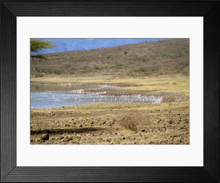 Framed Print : Flamingoes Framed Print : Flamingoes