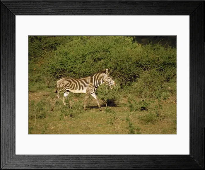 Framed Print : Grevy zebra Framed Print : Grevy zebra