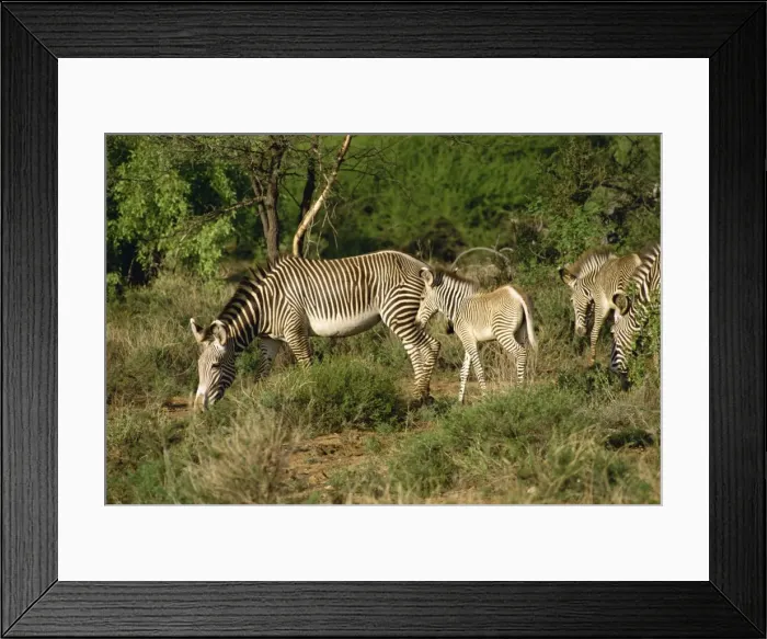 Framed Print : Grevy zebra Framed Print : Grevy zebra